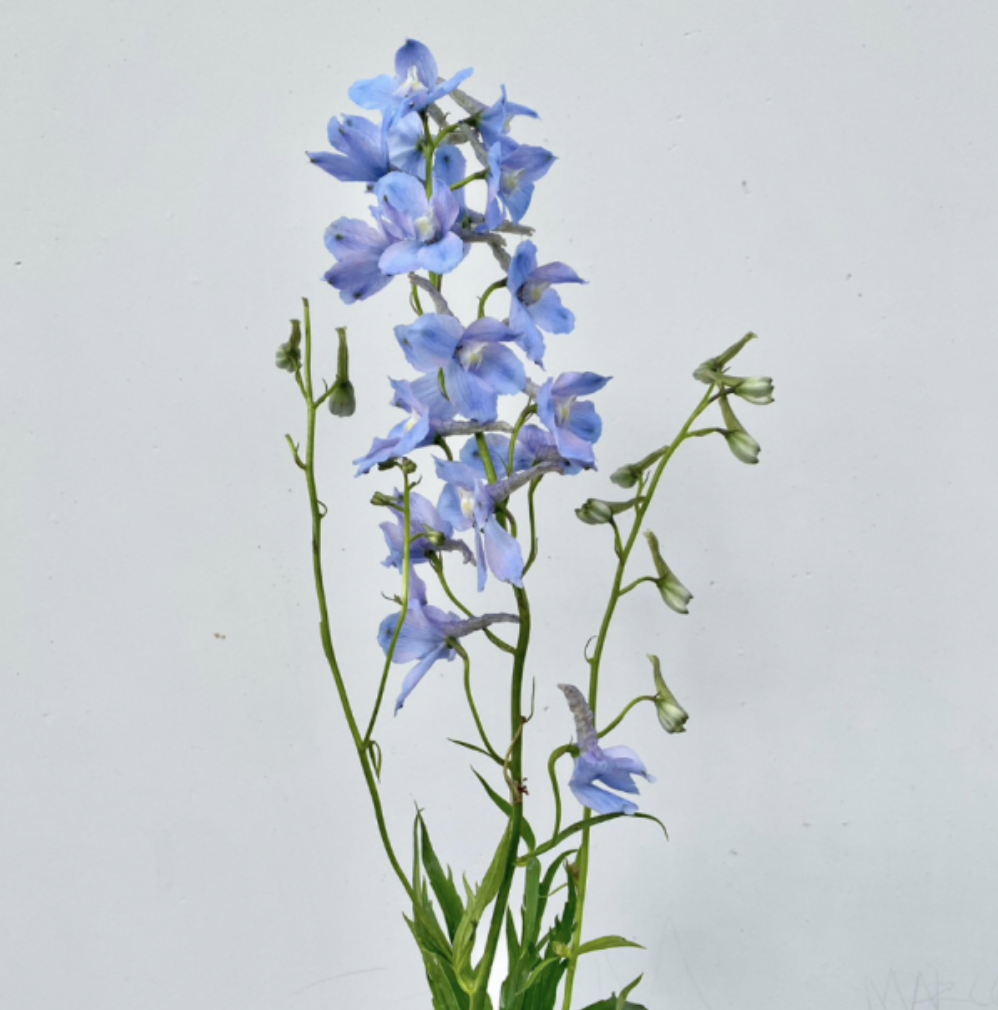 Delphinium (Light Blue) - 60 cm